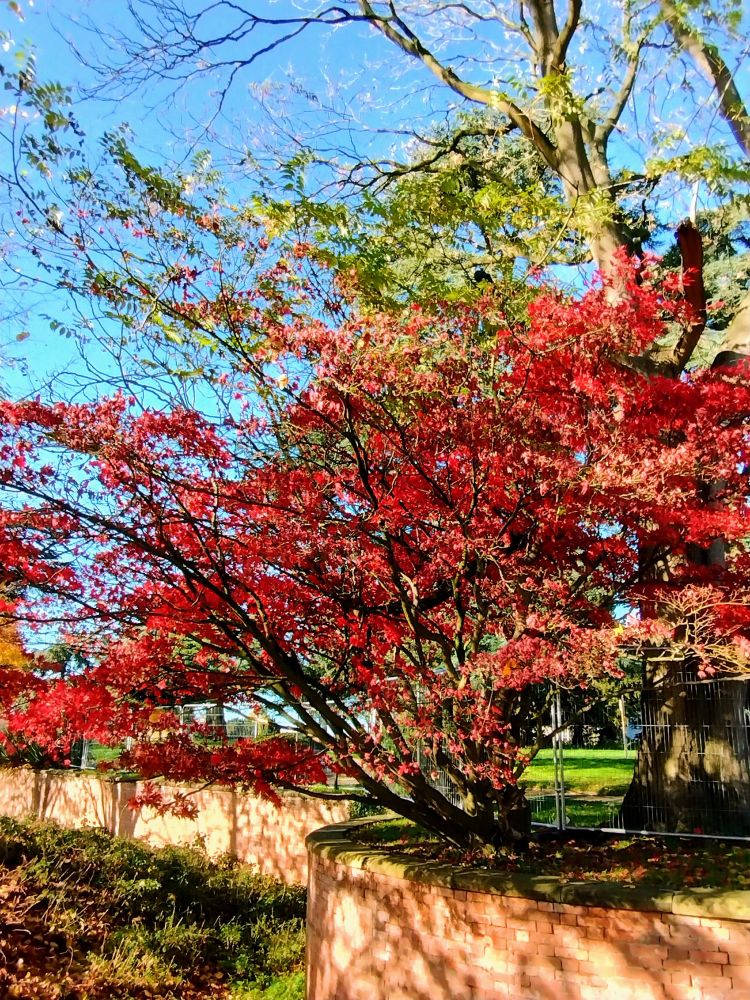 Japanese maple bright red glowing in the sun in Wollaton Park on top of a red brick wall (HaHa, I think)
