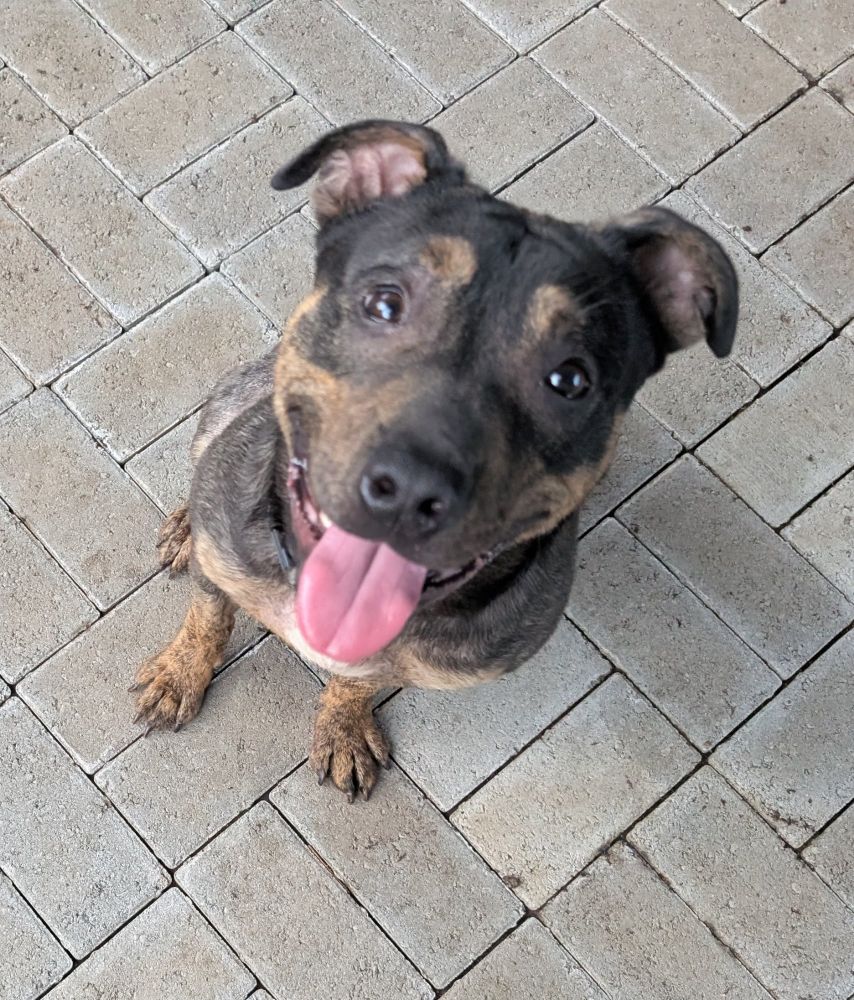 smiling face of Staffie mix pup.