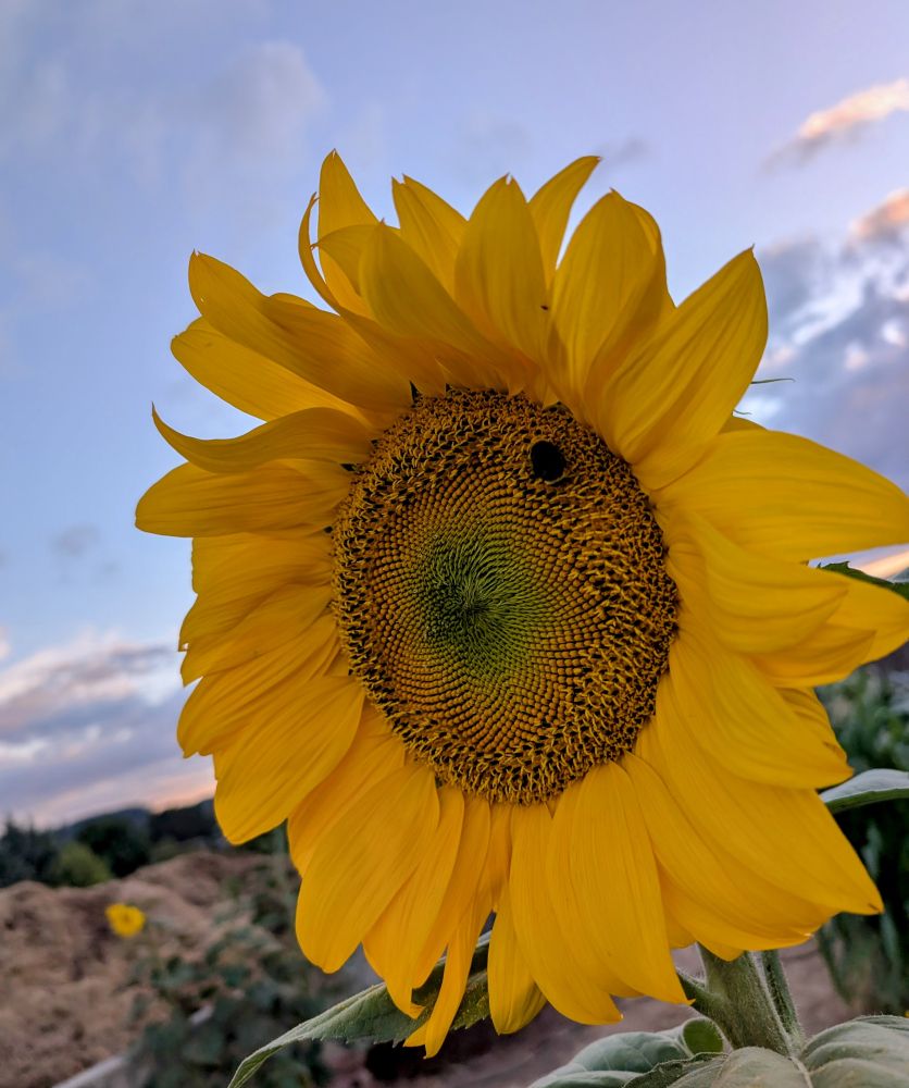Giant sunflower with a bee with cloudy sunset in the background.