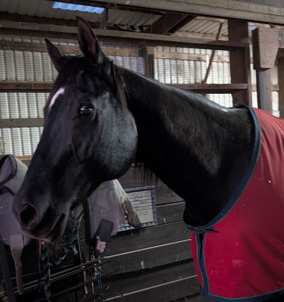  Senior black horse in barn looking pleased  because he let himself out of his stall.