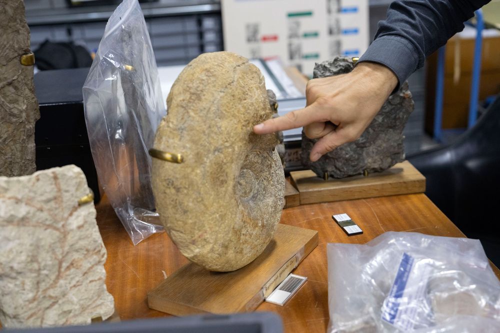 Ammonite fossile conservée dans la collection de paléontologie de Sorbonne Université.