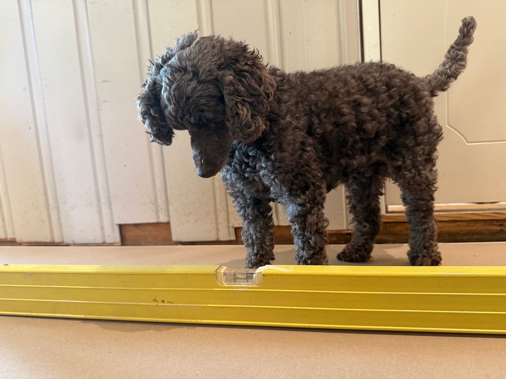 Dog looks at a level