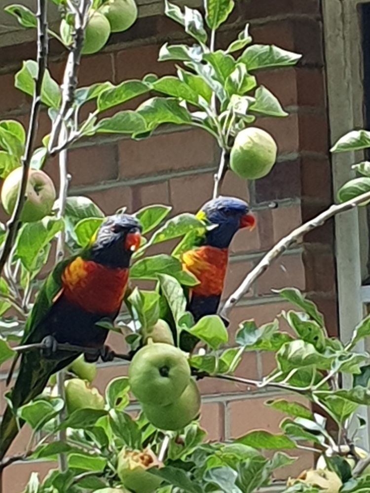 Two colourful  rainbow lorrikeet birds sitting together in an apple tree. There are small green apples on the tree that are not yet ready. There's a red brick wall in the background. 