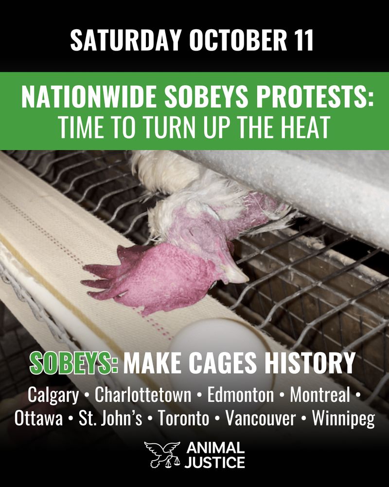 Promotional graphic showing a photo of a hen trapped in a wire cage, with text reading: “Saturday October 11. Nationwide Sobeys Protests: Time to Turn Up the Heat. Sobeys: Make Cages History.” Below, the cities listed are St. John’s, Charlottetown, Montreal, Ottawa, Toronto, Winnipeg, Edmonton, Calgary, and Vancouver. The Animal Justice logo appears at the bottom.