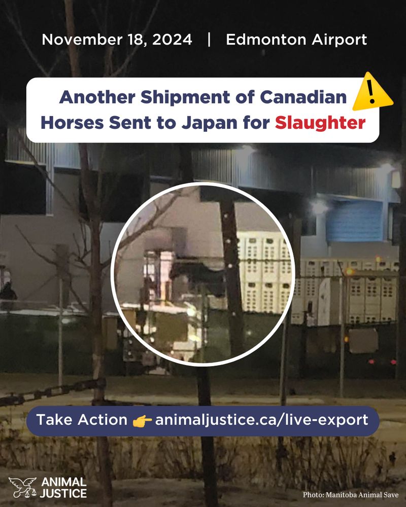 Image of horses being unloaded from trucks at Edmonton Airport that will be sent to Japan for slaughter, with a call to take action at animaljustice.ca/live-export. 