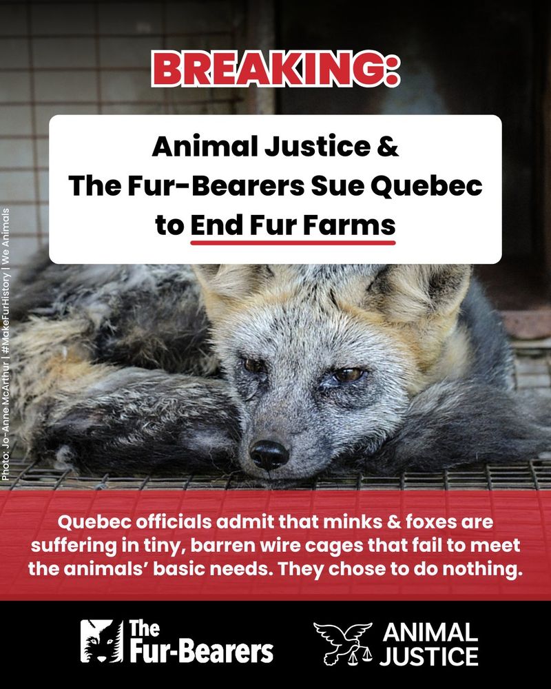 Graphic by Animal Justice and the Fur Bearers announcing a lawsuit against Quebec to end fur farms. It depicts a close-up of a fox in a cage with sad eyes.