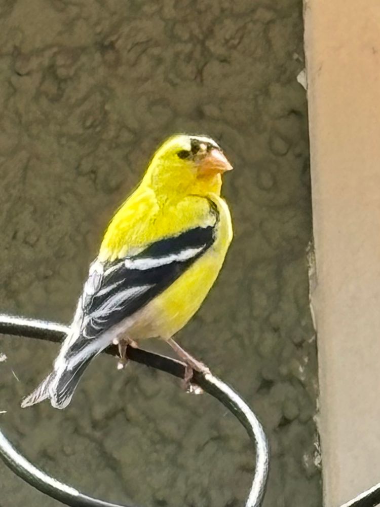 A very bright yellow goldfinch poses by a feeder looking very much the colour of a lemon