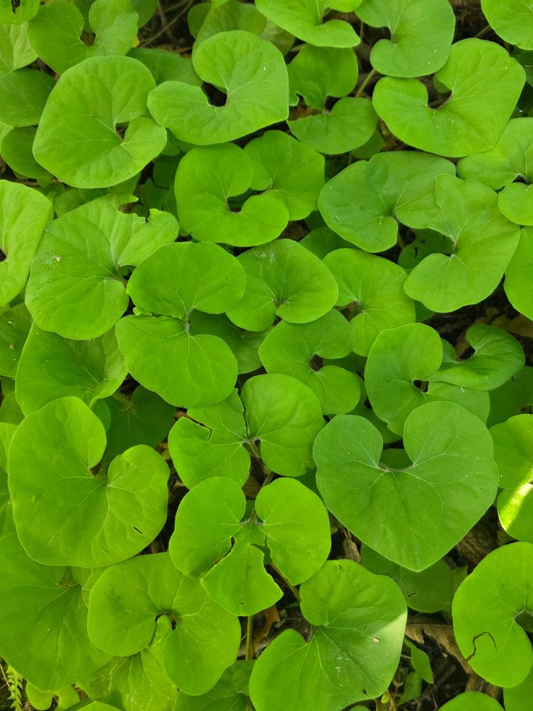 A bed of canadian ginger
