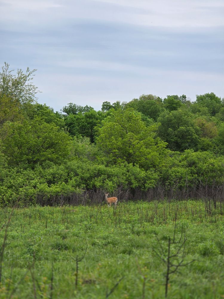 A deer in the middle of a verdant field. They head is up, scanning. 