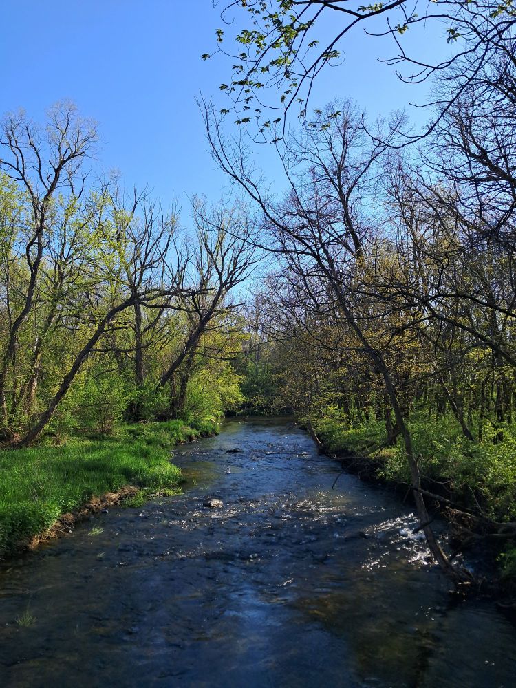 Maynes creek full after recent rains, with green grass on either side and trees just starting to get their leaves.