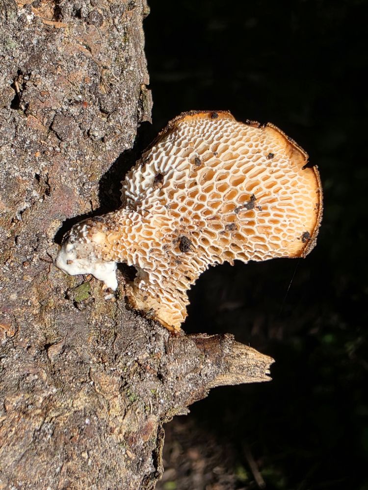 Polypore underside