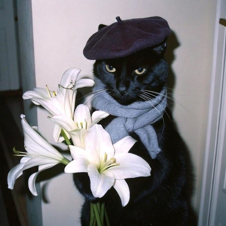 Black cat holding flowers