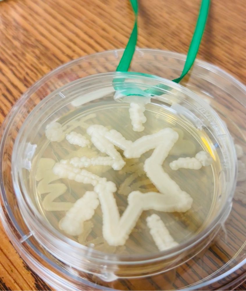 Agar plate with Saccharomyces cerevisiae spread in the shape of a star.