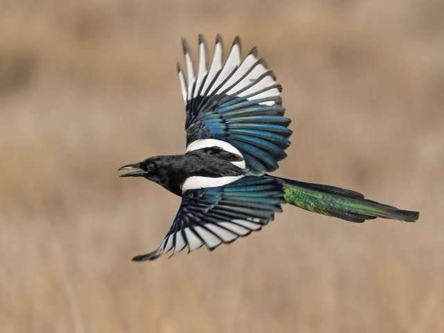 A eurasian magpie flying with its wings spread wide open. You can see its white, blueish feathers on its wings and greenish feathers on its long tail thing