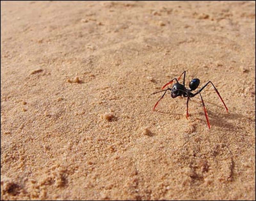 Ants on Stilts