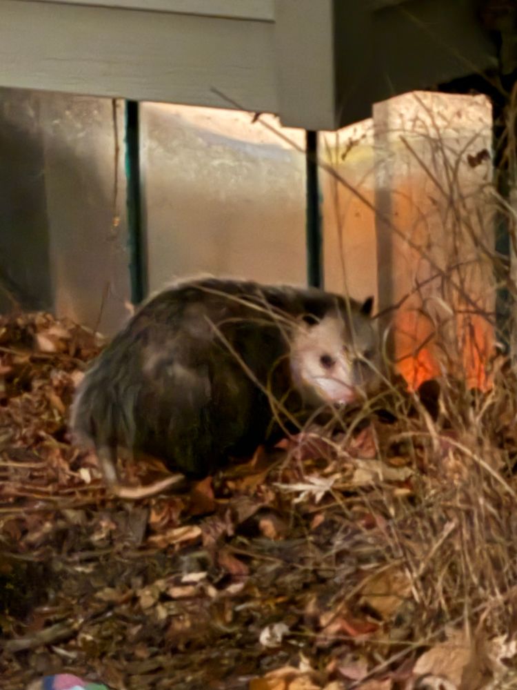 Possum crouching by a basement window