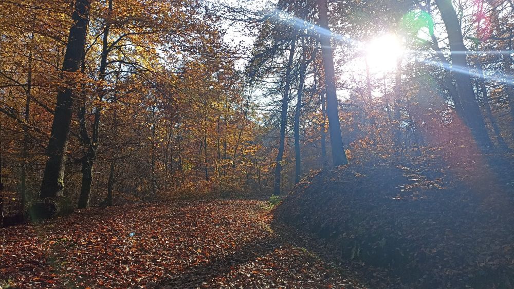 Sunny autumn forest in November in Southwest Germany