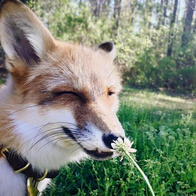 A fox sniffles at a flower. Happy Fox Friday!
