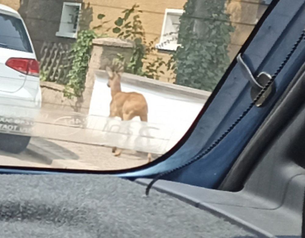 I saw a lone deer walking in the middle of the village 🦌