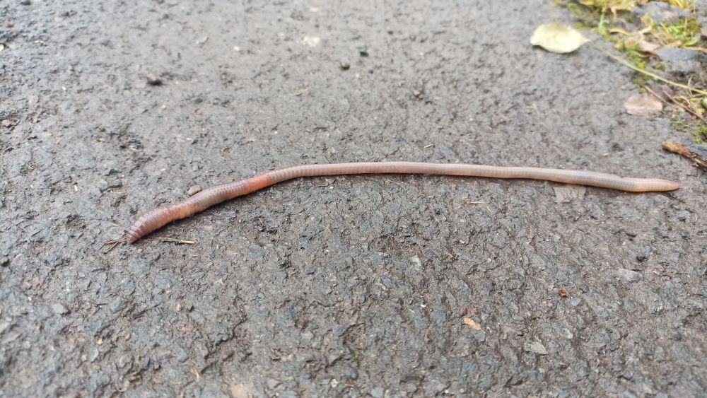 Earthworm on a street. I conducted a spontaneous rescue mission.