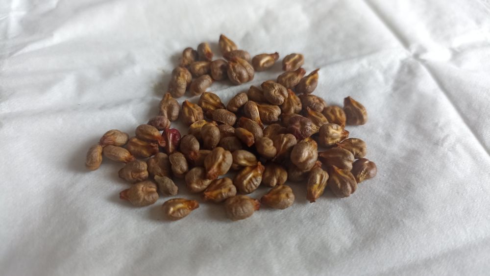 Winegrape seeds