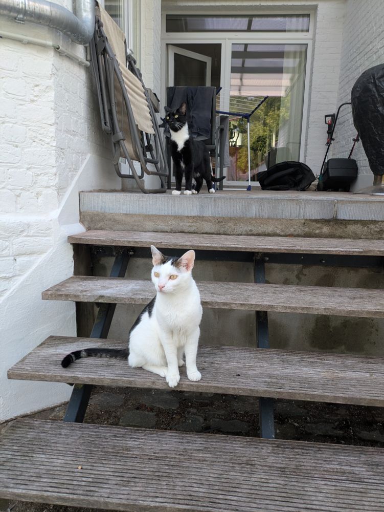 My two cats, Linux and Loki, getting some fresh air outside. Linux, a white and tabby cat, is sitting on wooden stairs, looking towards the garden. Loki, a tuxie, is standing on top of the stairs and seems to be looking intently towards the far sky. 