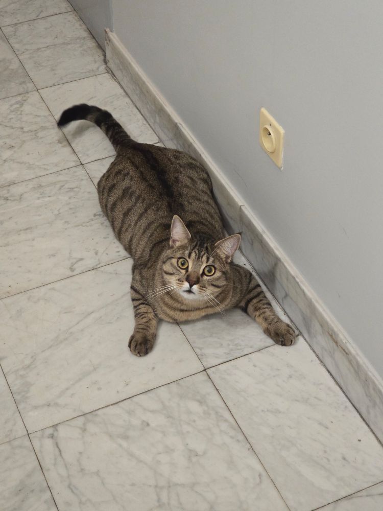 Un chaton tabby tigré allongé par terre avec les pattes avant écartées