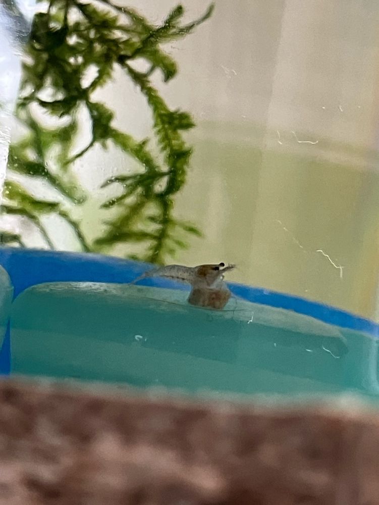 ミナミヌマエビ