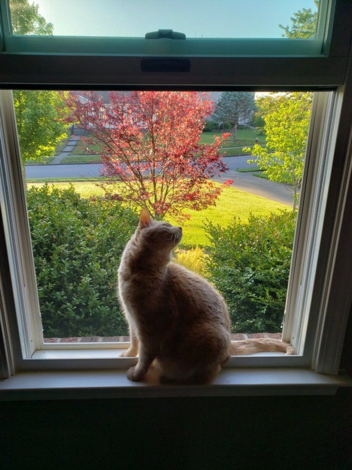 Male, orange, shorthair cat sitting in a window on a sunny day.