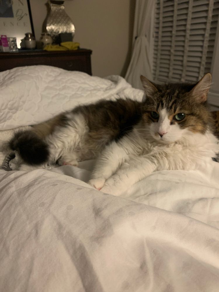 A relaxed tabico cat lies on white sheets, under which are my legs. She looks like she knows she owns the place after living here for just a few days. 