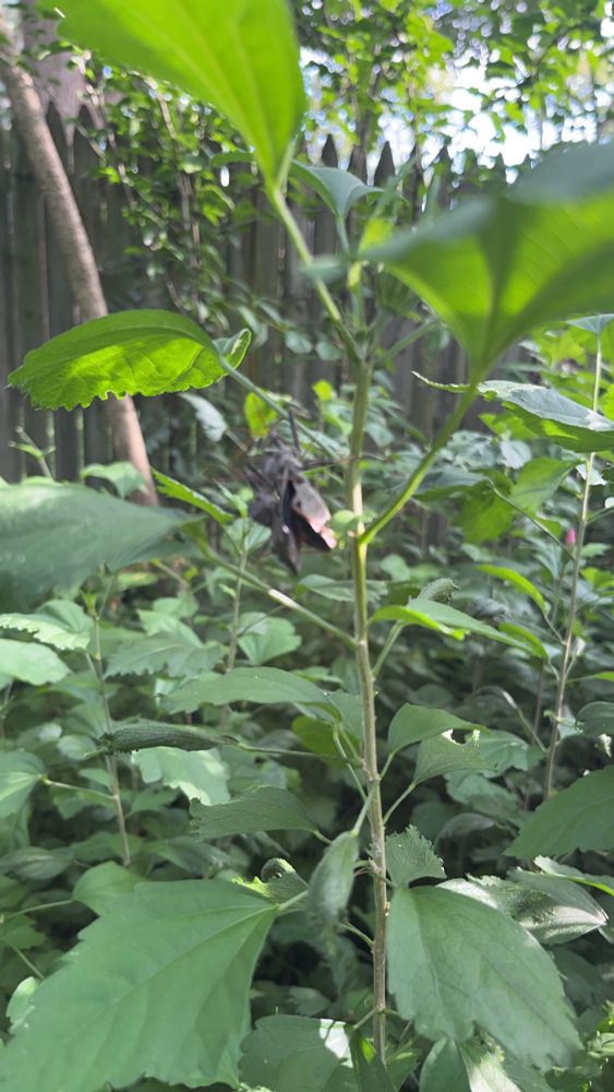 A blurry photo of a large brown wheel bug perched on a small sapling