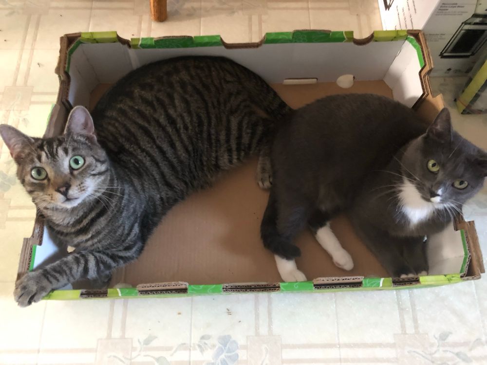Oliver and Ariel lying together in a box.
