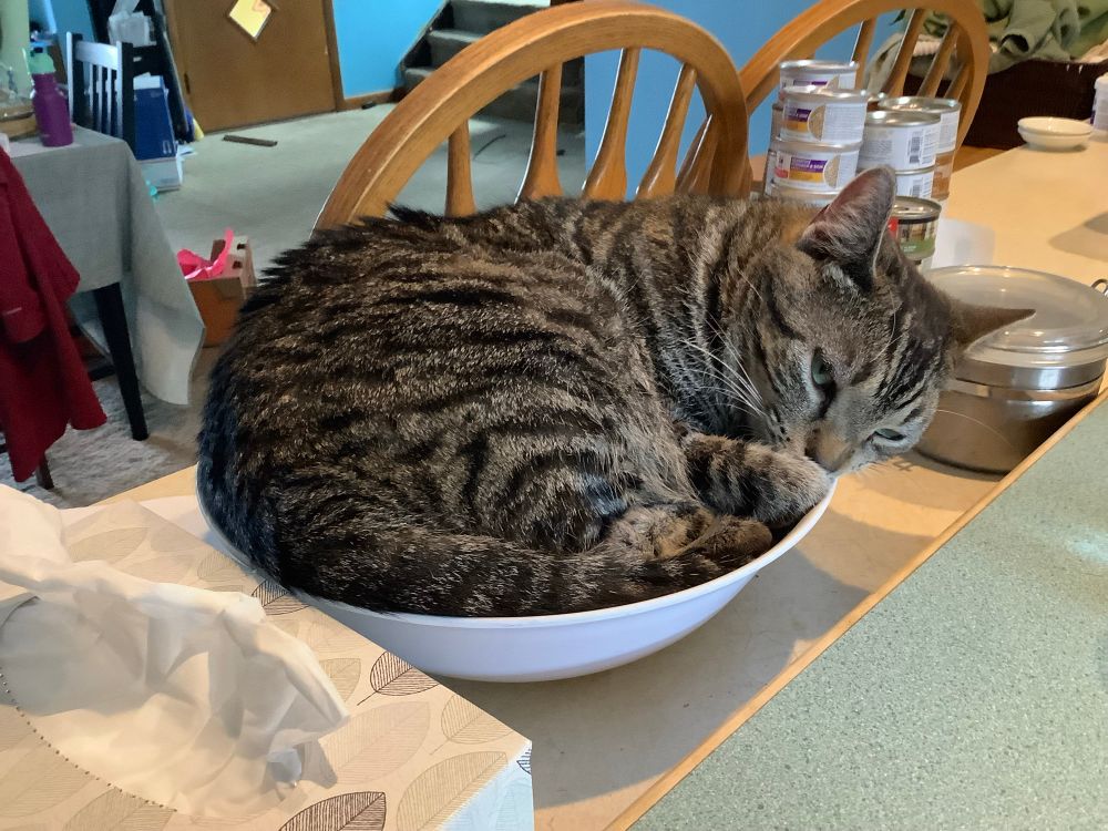 Oliver, a gray tabby domestic shorthair cat, lying in a bowl.