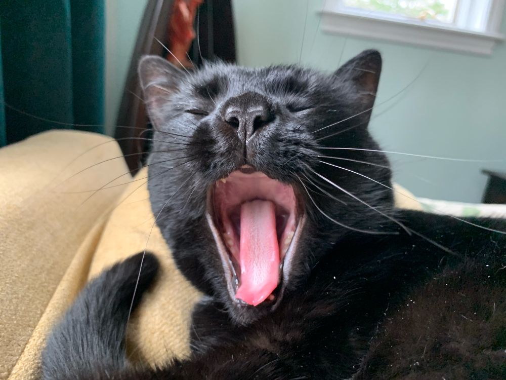 Black cat yawning 