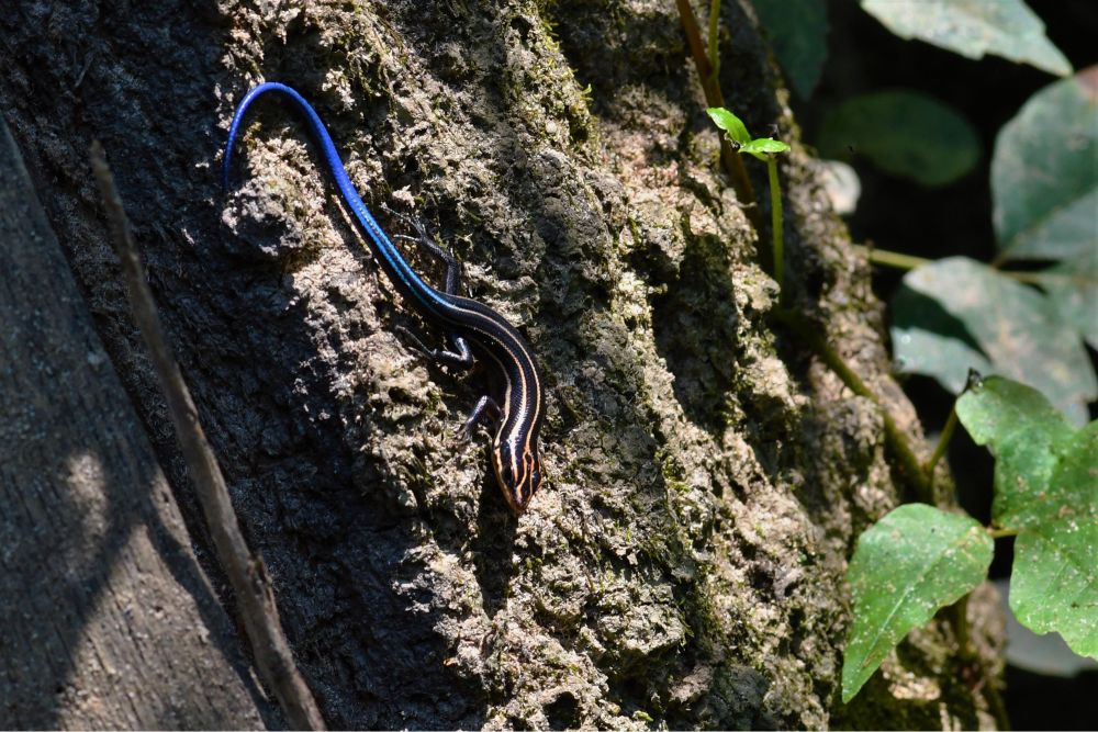 Plestiodon skink with a bright blue tail crawling on a tree