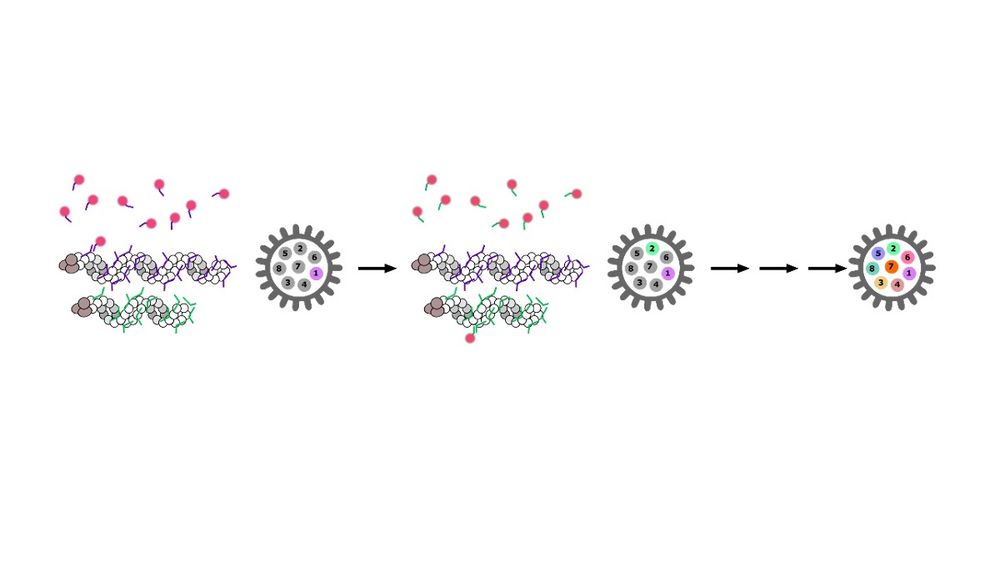 A DNA-PAINT protocol for the segment-specific detection of viral vRNPs. Virus particles are surface-immobilized, fixed, permeabilized and incubated with non-fluorescent barcoded probes, that bind to 20-50 different sequences on a viral RNA segment. All probes carry the same segment-specific oligonucleotide extension that is transiently bound by fluorescent imager strands. Several combinations of barcode extensions and imager strands can be used to sequentially to detect various gene segments in a single virus particle.
