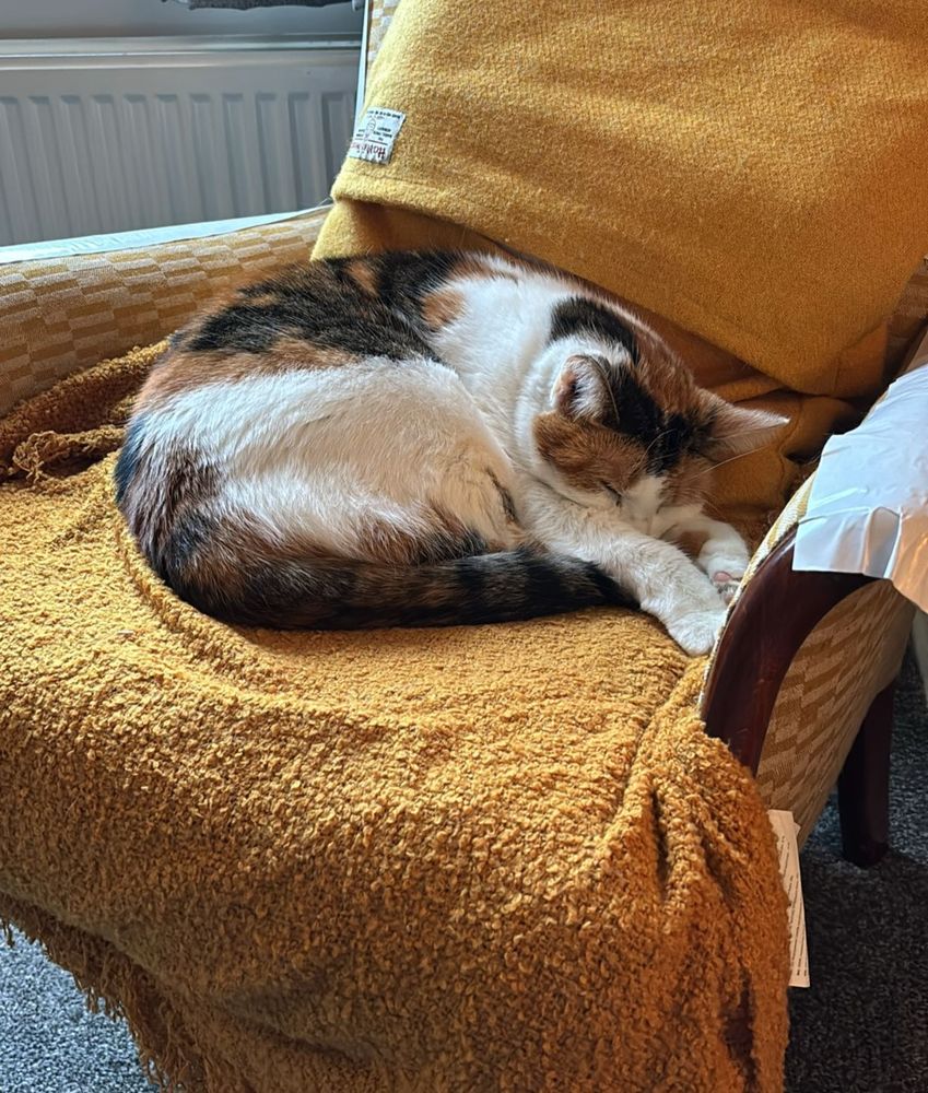 Peggy is a white ginger and black tortoiseshell cat. She is sitting on a yellow chair curled up with her paws obscuring her face.