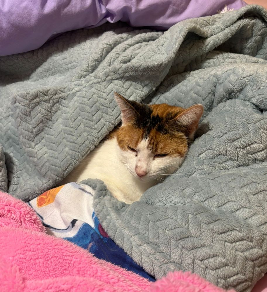 Peggy, a white, ginger and black tortoiseshell cat, has only her head visible while wrapped in blankets.
