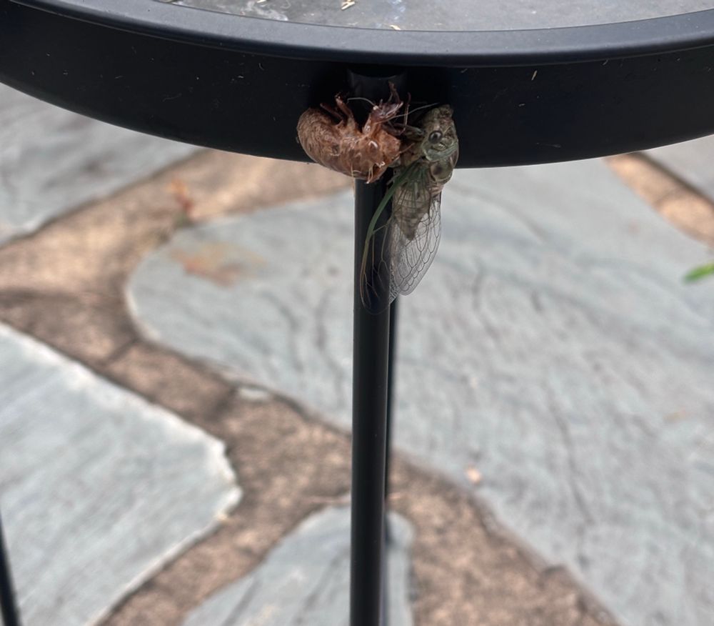 A photo of a cicada emerging from its husk, which is metal af