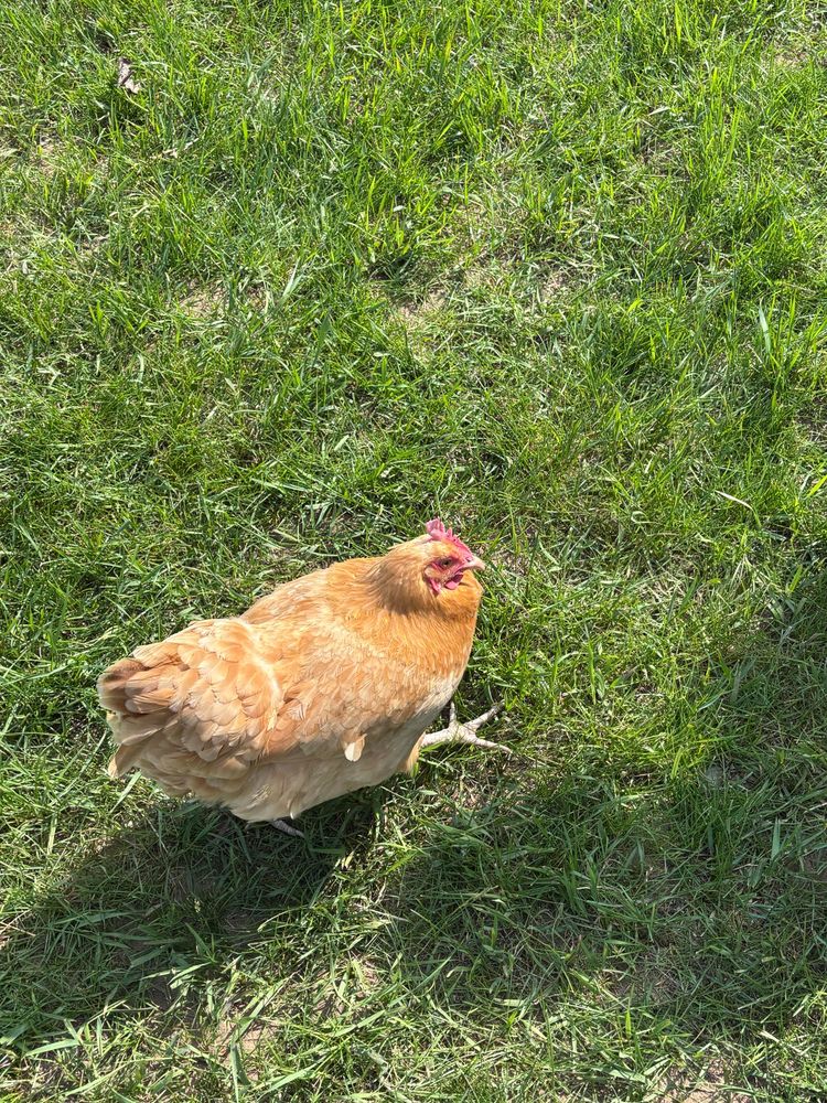 A picture of a golden yellow brown chicken strutting in the grass. She is free