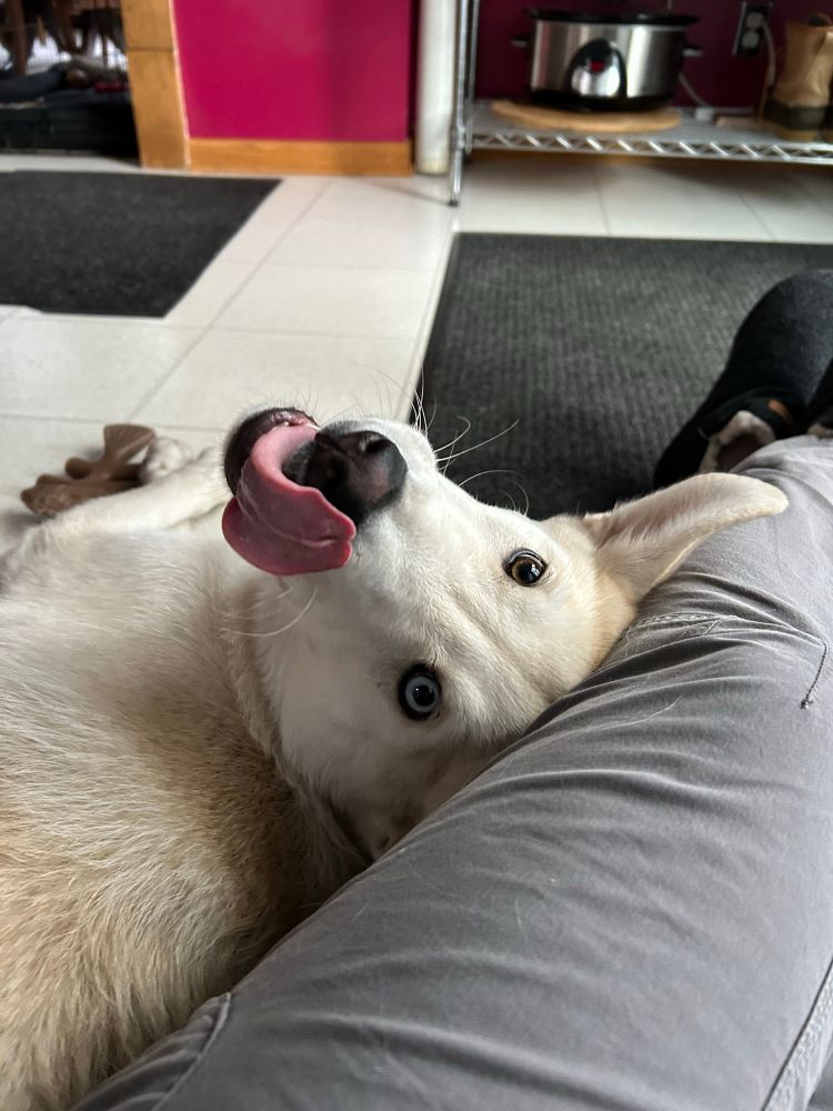 7 month old yellow puppy is looking at the camera, upside down, with one brown eye and one blue eye focused on the photographer while licking his lips.