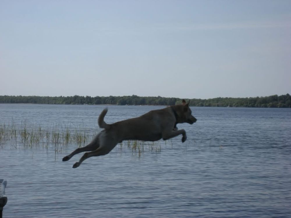 Yellow dog leaps off a northern MN dock to catch his ball. One of his favorite things to do until he was about 11 or 12.