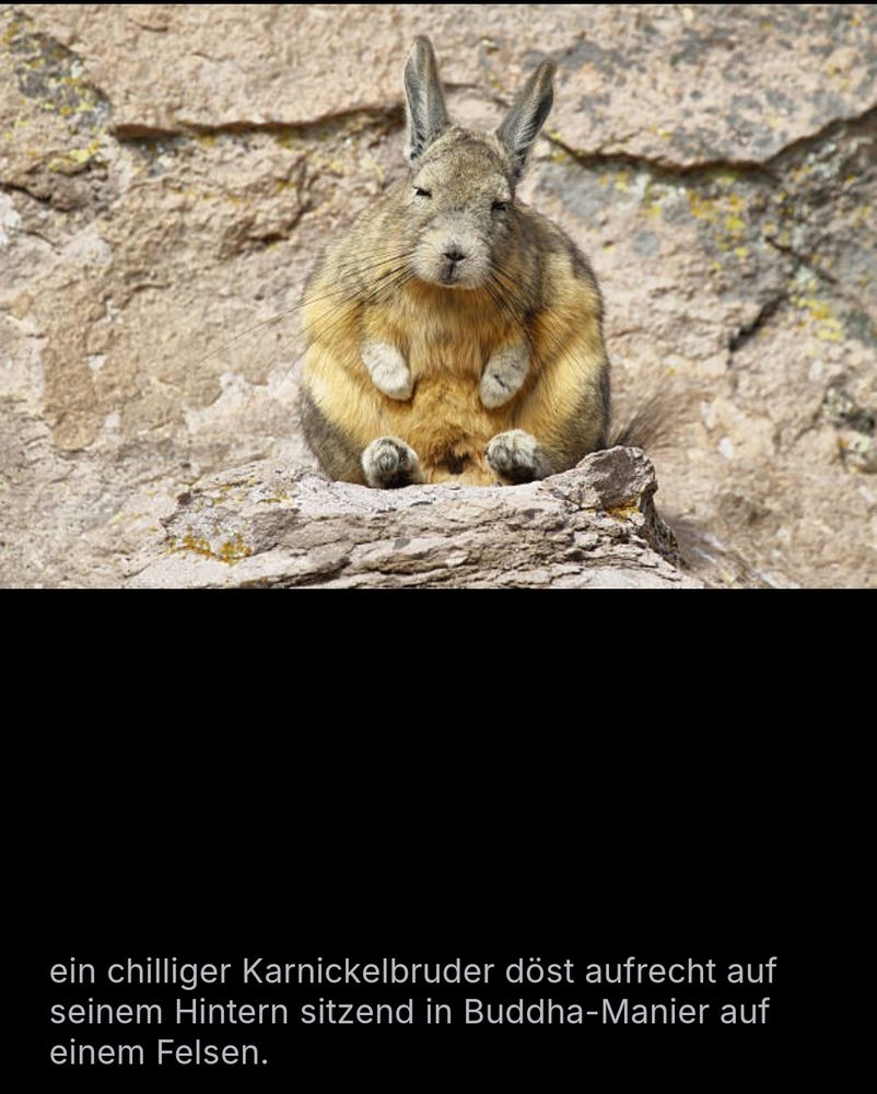 ein chilliger Karnickelbruder döst aufrecht auf seinem Hintern sitzend in Buddha-Manier auf einem Felsen.