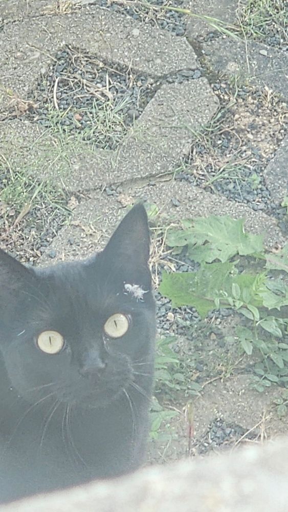 Schwarze Katze mit Feder am Ohr