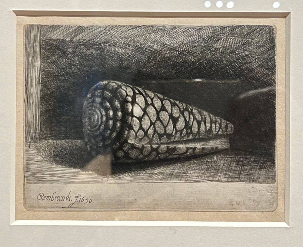 Rembrandt
The Shell (Conus marmoreus), 1650
Etching and drypoint, state 2(3)