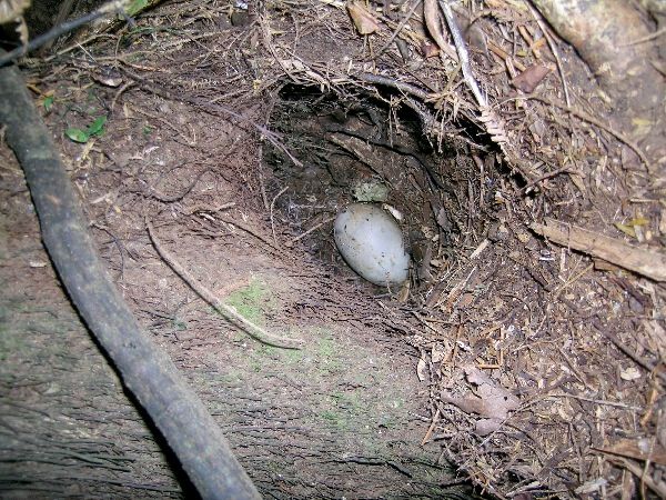 Nest of a kiwi in a small burrow, backyardkiwi.org.nz