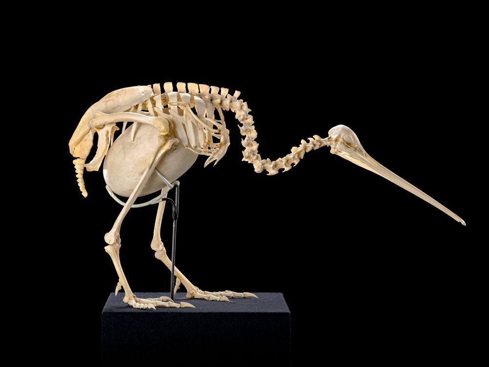 Skeleton of Kiwi/Apteryx mantelii with an egg inside,  collections.tepapa.govt.nz