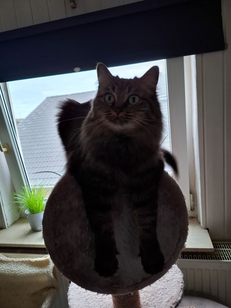 My fluffy tabby mercy staring at me with her jade green eyes. She's up on her cat tree, get front legs dangling over the edge of the box thingy. 