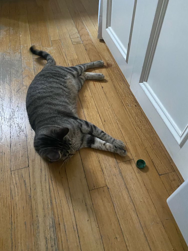 Sadie, a short haired grey tabby cat, lounges on a wooden floor and contemplates playing with one of her favorite toys: a plastic bottle cap.