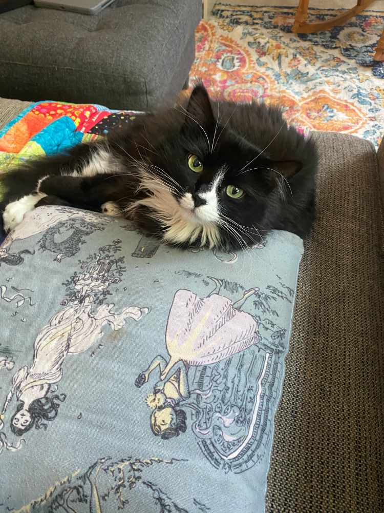 Lady Clarissa, a fluffy tuxedo cat, rests against a pillow covered in gothic women running from houses art by Kathleen Jennings